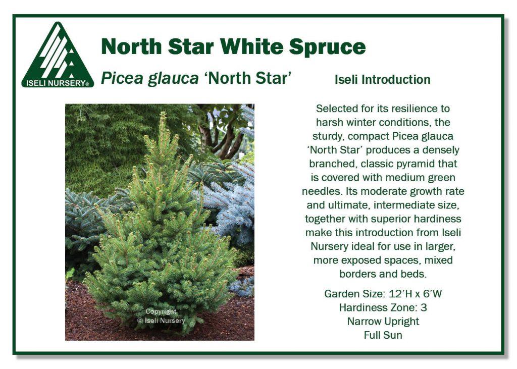 Picea Glauca - View 18 from www redcrocus com