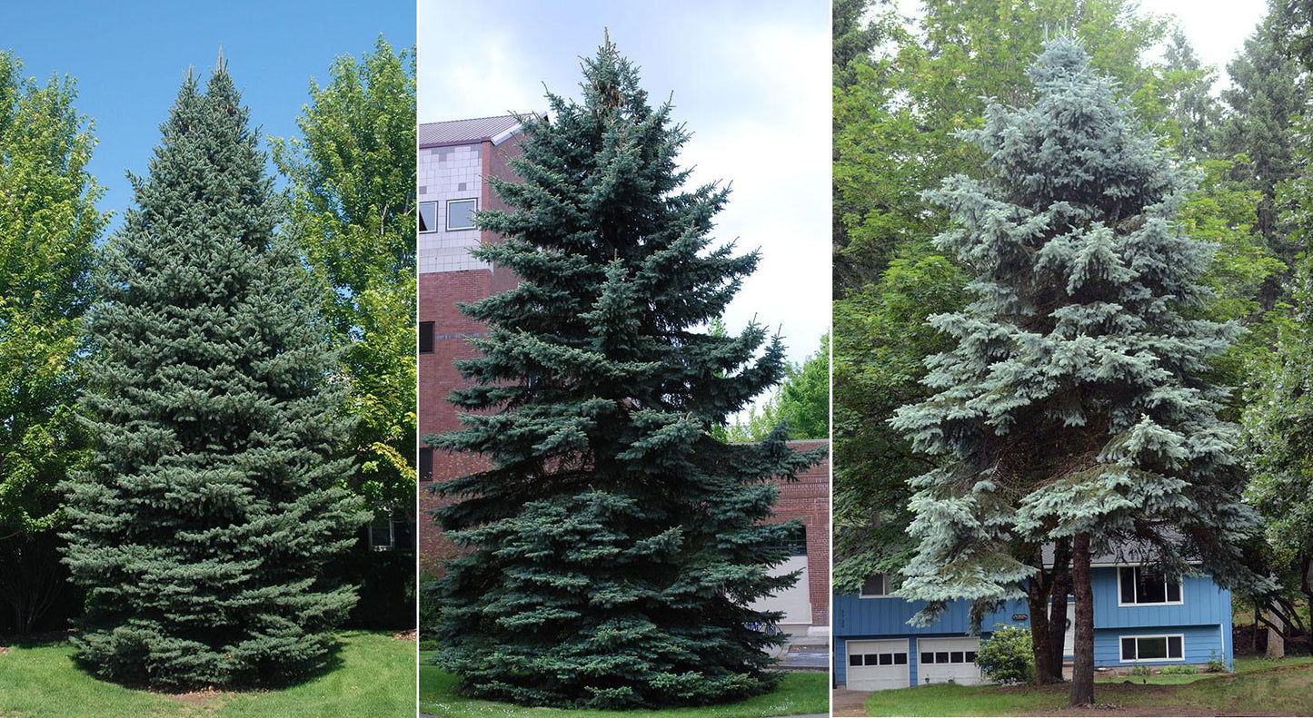 Picea Glauca - View 19 from www redcrocus com