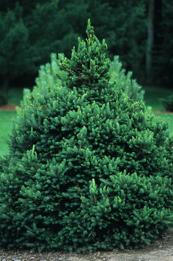 Picea Glauca - View 20 from www redcrocus com