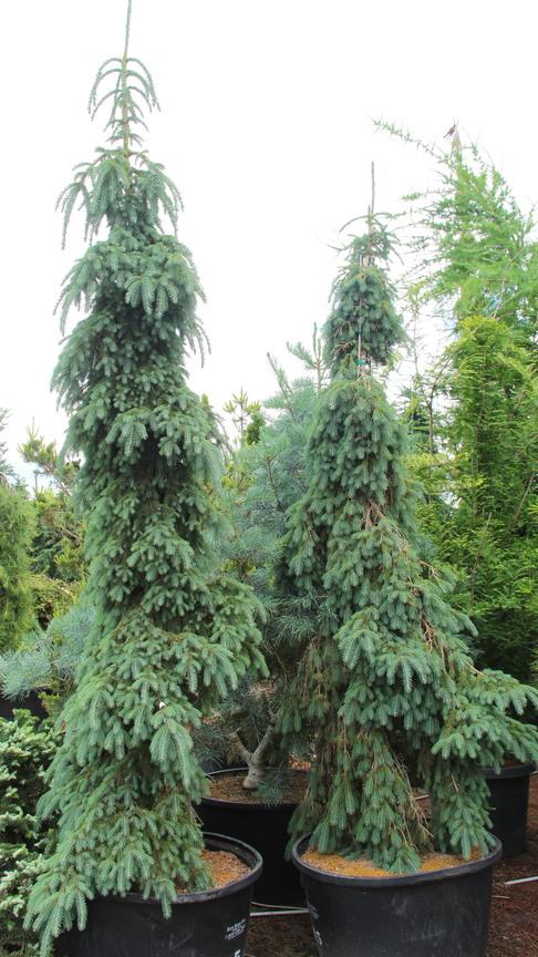 Picea Glauca - View 24 from www redcrocus com