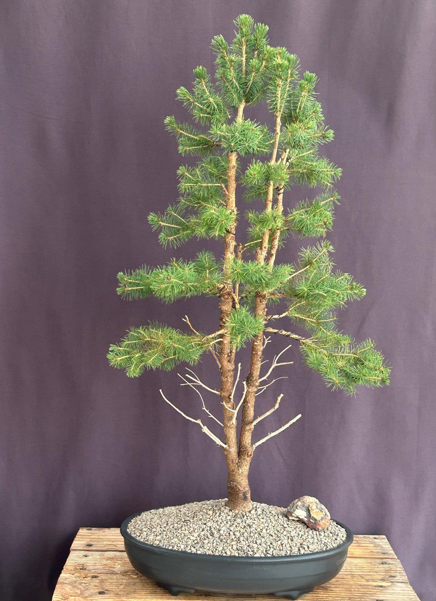 Picea Glauca - View 25 from www redcrocus com