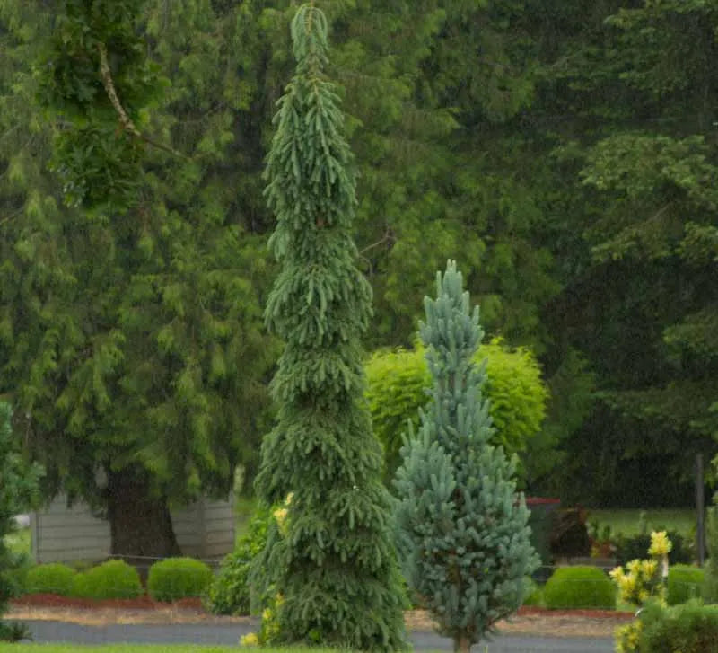 Picea Glauca - View 28 from www redcrocus com