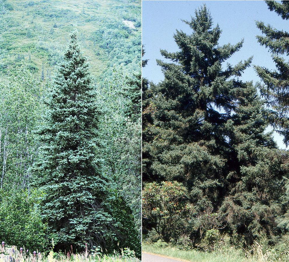 Picea Glauca - View 2 from www redcrocus com