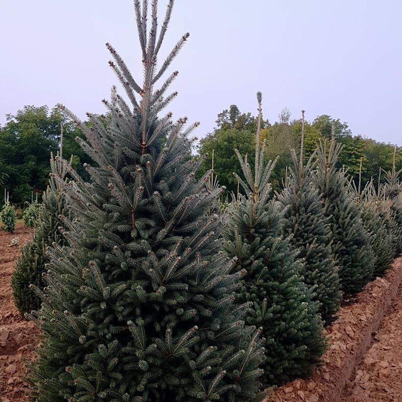 Picea Glauca - View 30 from www redcrocus com