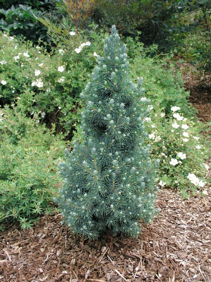 Picea Glauca - View 33 from www redcrocus com
