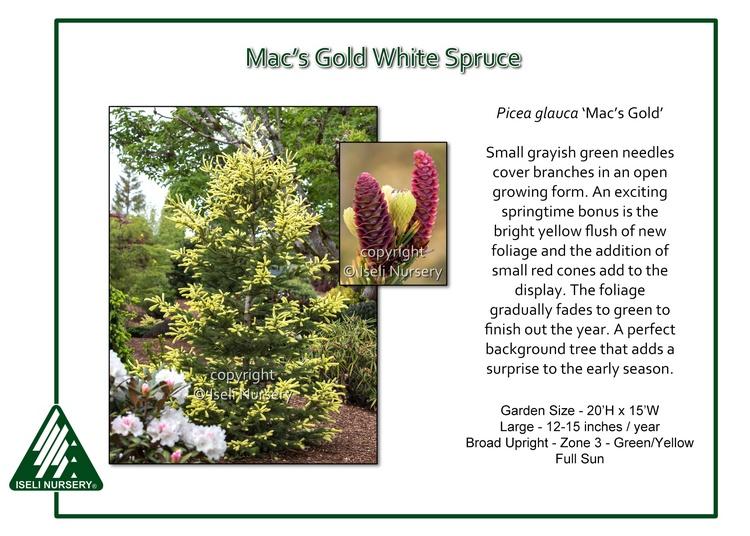 Picea Glauca - View 36 from www redcrocus com