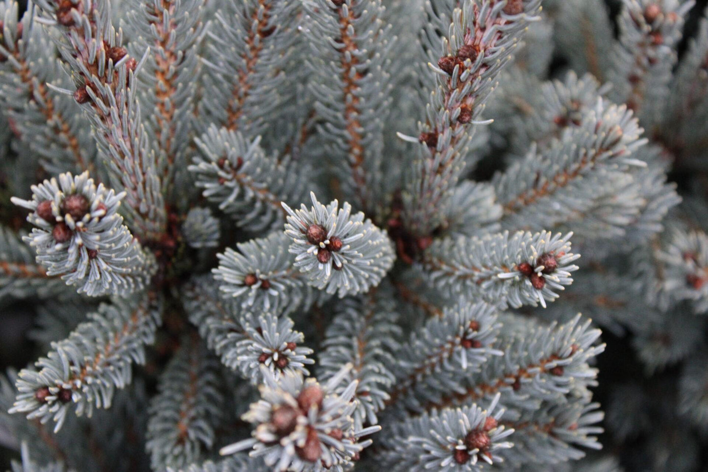 Picea Glauca - View 3 from www redcrocus com