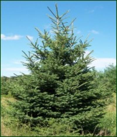 Picea Glauca - View 40 from www redcrocus com