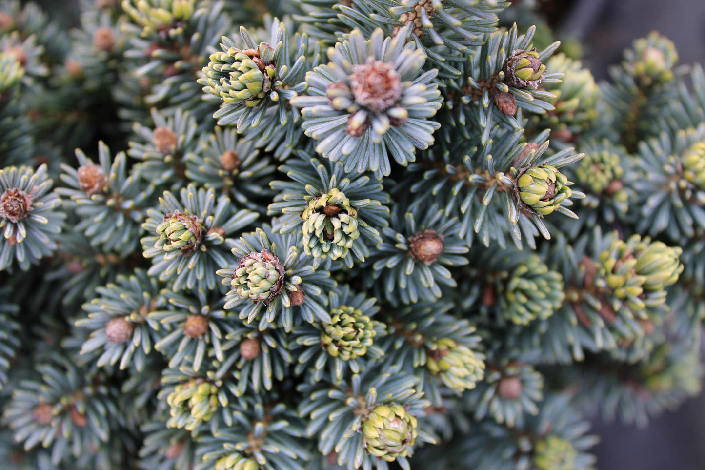 Picea Glauca - View 4 from www redcrocus com