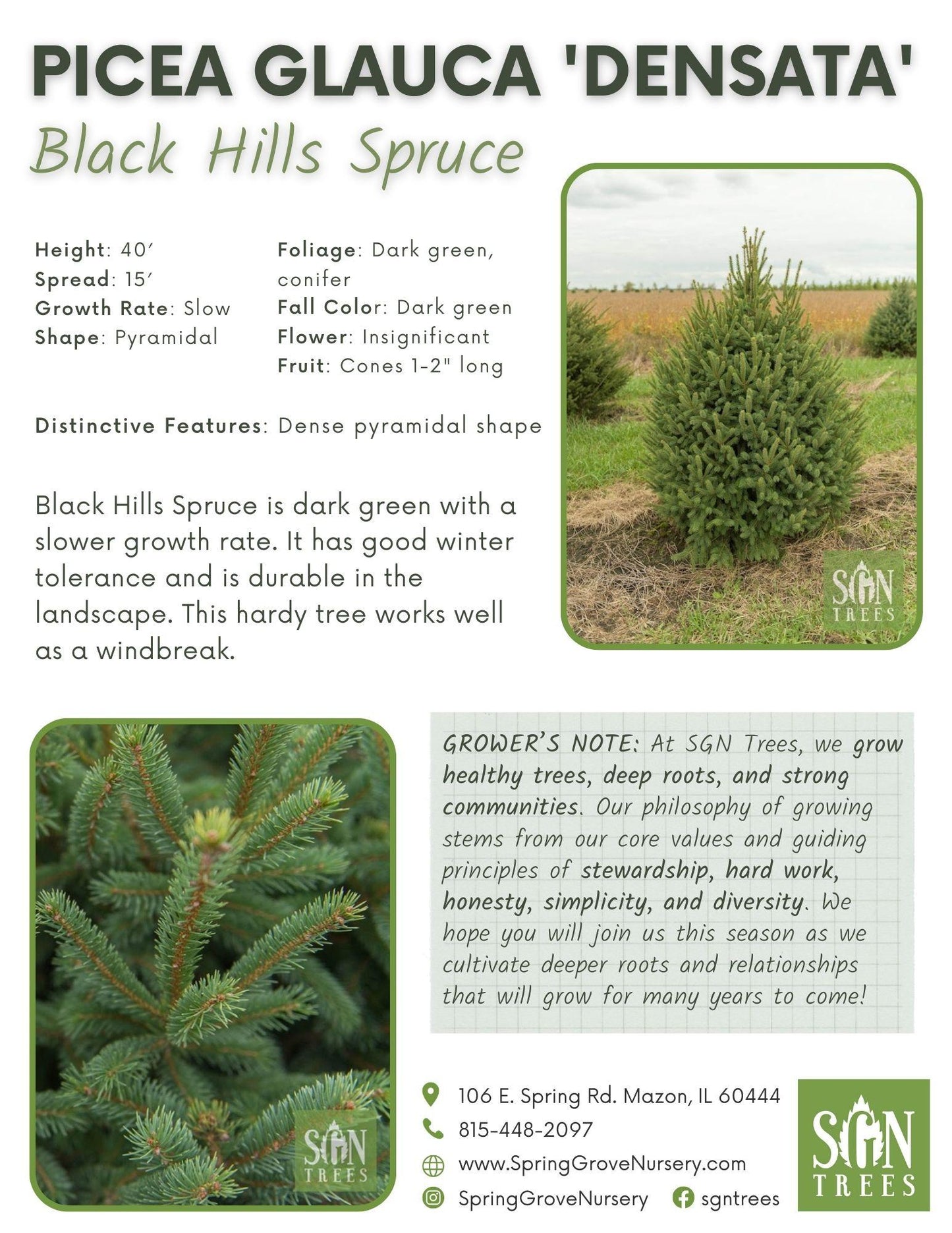 Picea Glauca - View 7 from www redcrocus com