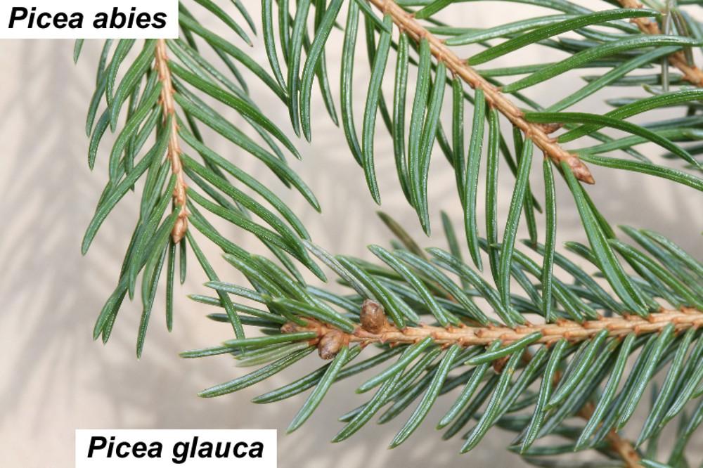 Picea Glauca - View 8 from www redcrocus com