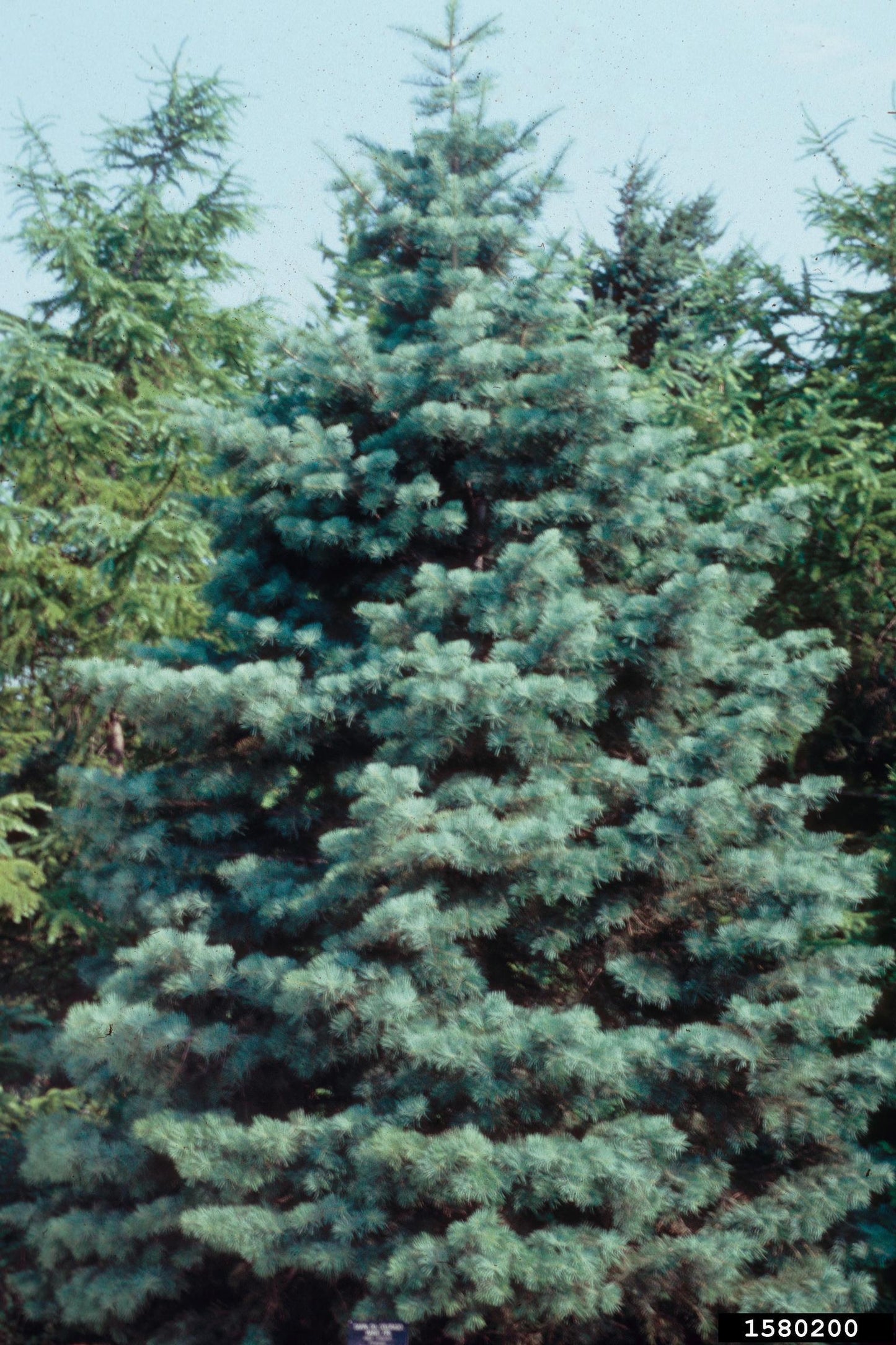 Abies Concolor - View 20 from www redcrocus com