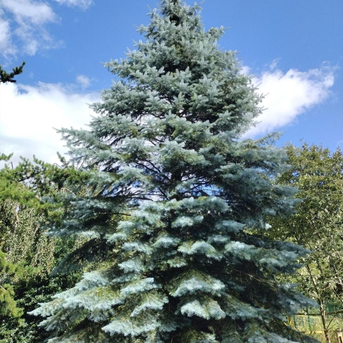 Abies Concolor - View 14 from www redcrocus com