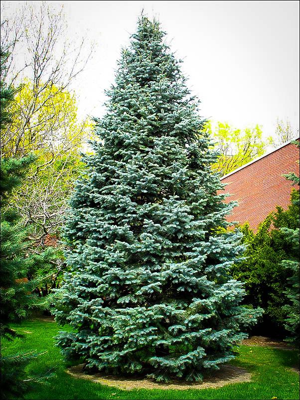 Abies Concolor - View 16 from www redcrocus com