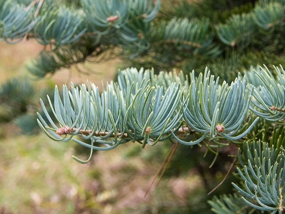 Abies Concolor - View 8 from www redcrocus com