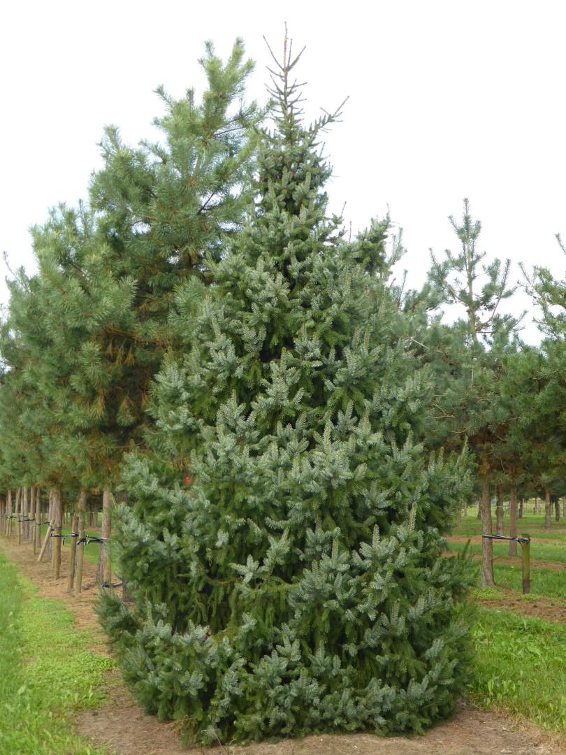 Picea Omorika - View 12 from www redcrocus com