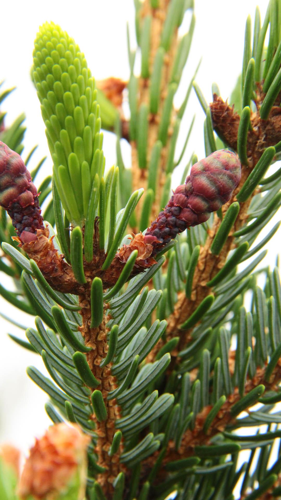 Picea Omorika - View 13 from www redcrocus com