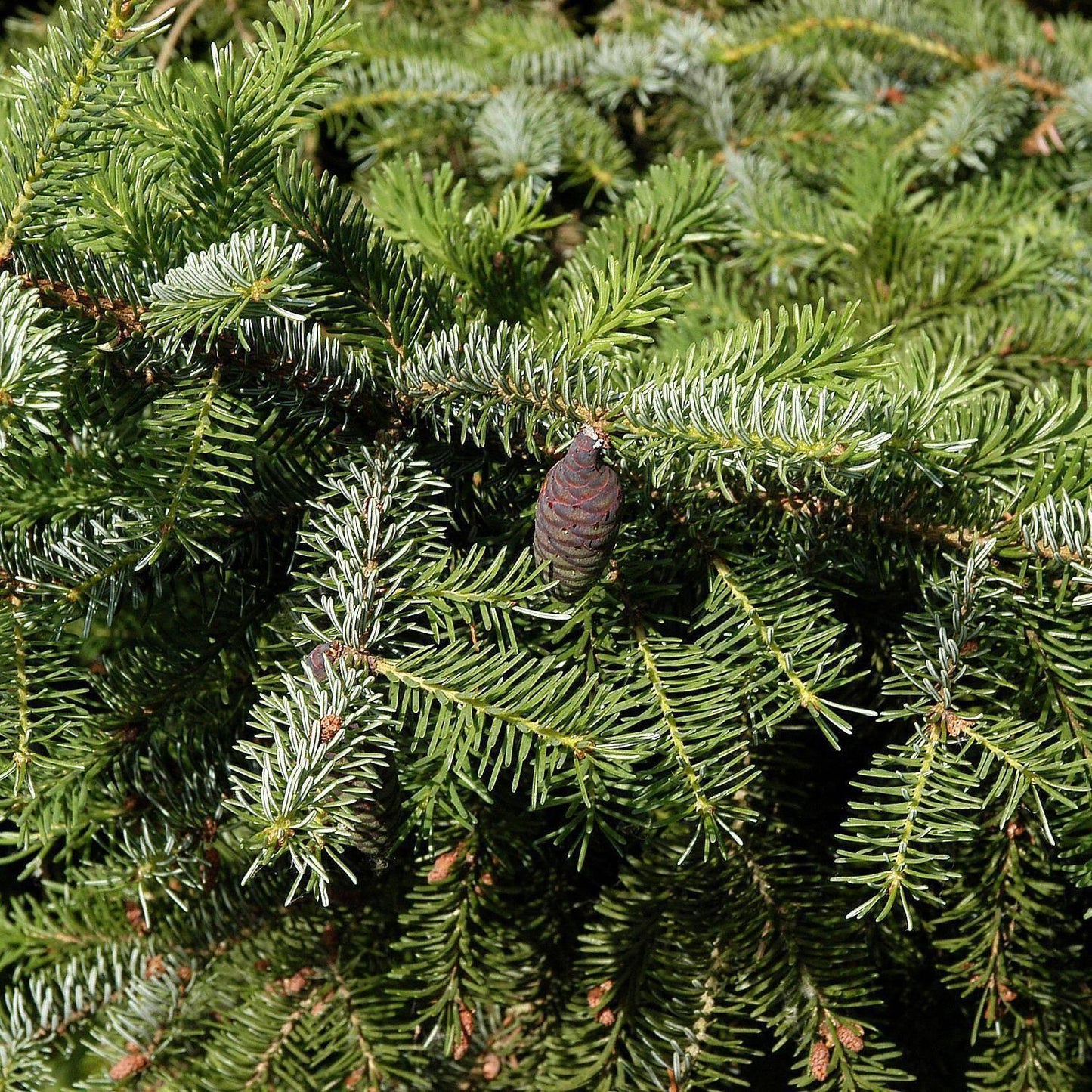 Picea Omorika - View 15 from www redcrocus com