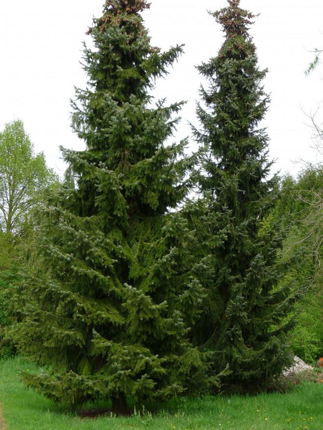 Picea Omorika - View 16 from www redcrocus com