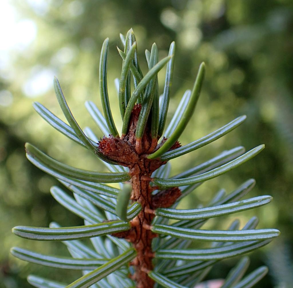 Picea Omorika - View 2 from www redcrocus com