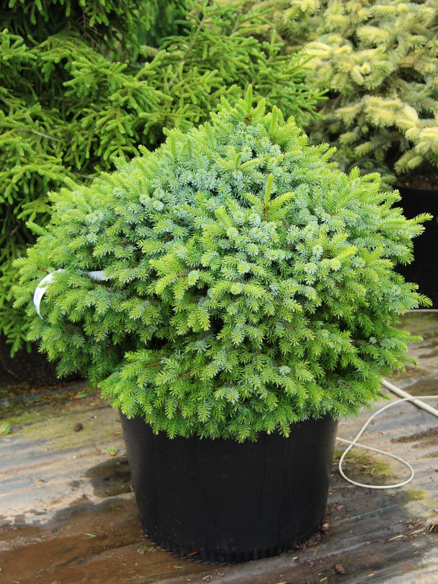 Picea Omorika - View 3 from www redcrocus com