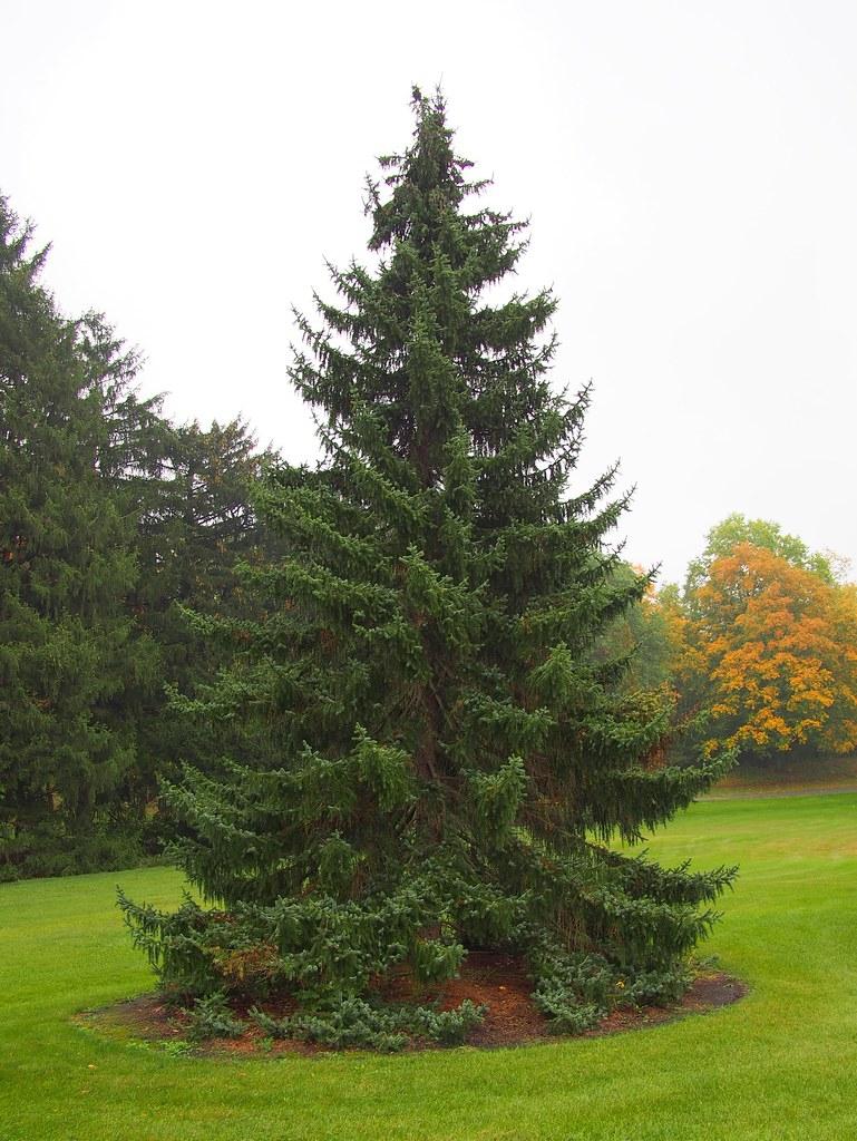 Picea Omorika - View 4 from www redcrocus com