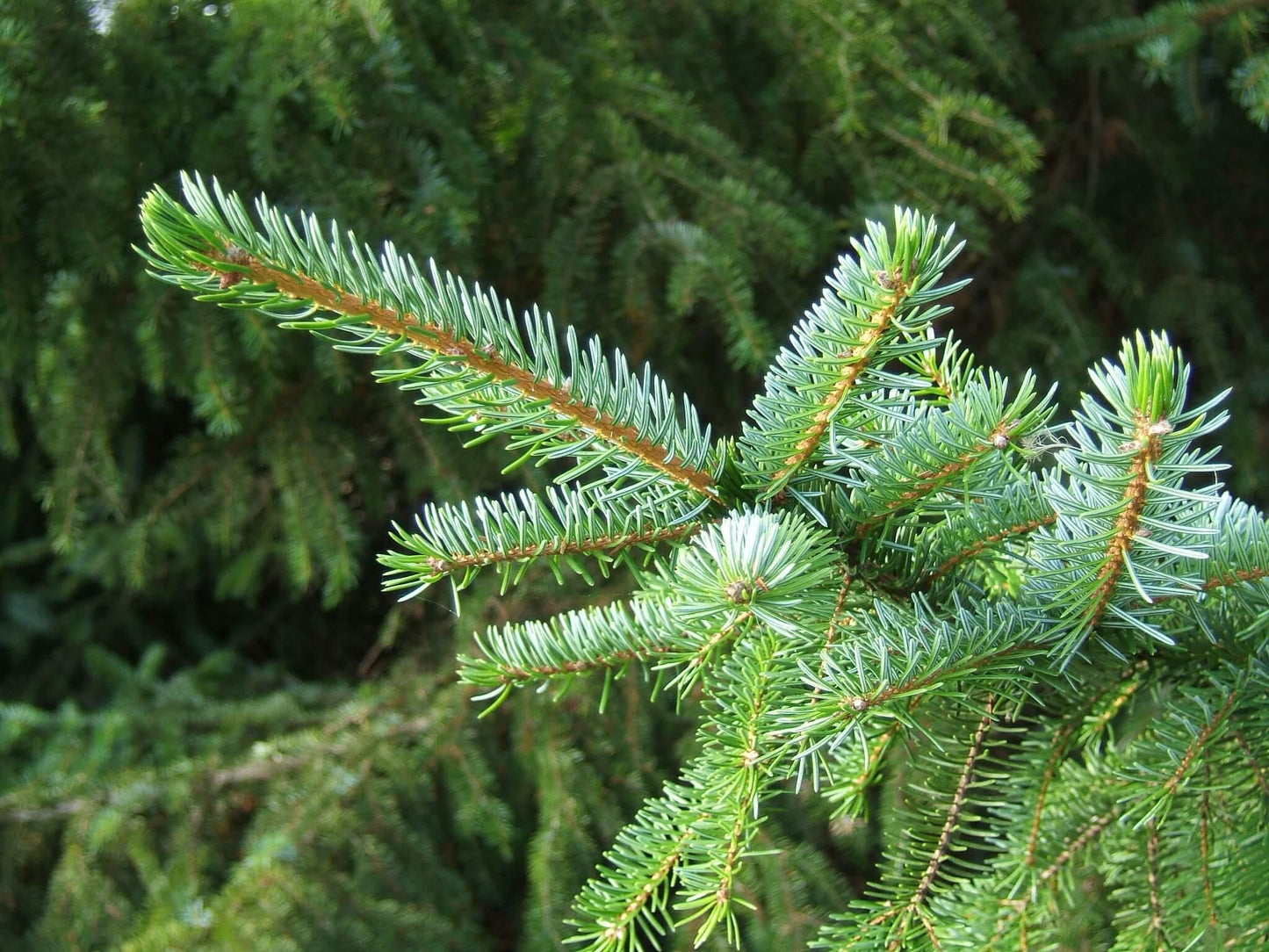 Picea Omorika - View 6 from www redcrocus com