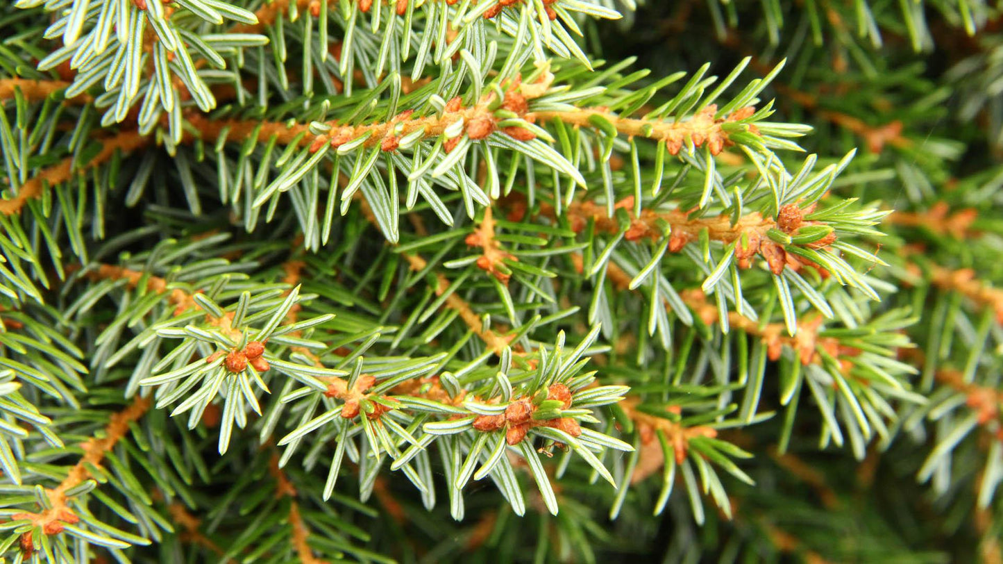 Picea Omorika - View 7 from www redcrocus com