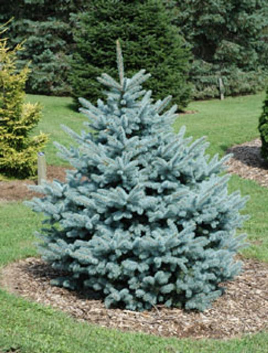 Picea Pungens Glauca - View 10 from www redcrocus com