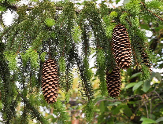 Picea Abies - View 10 from www redcrocus com