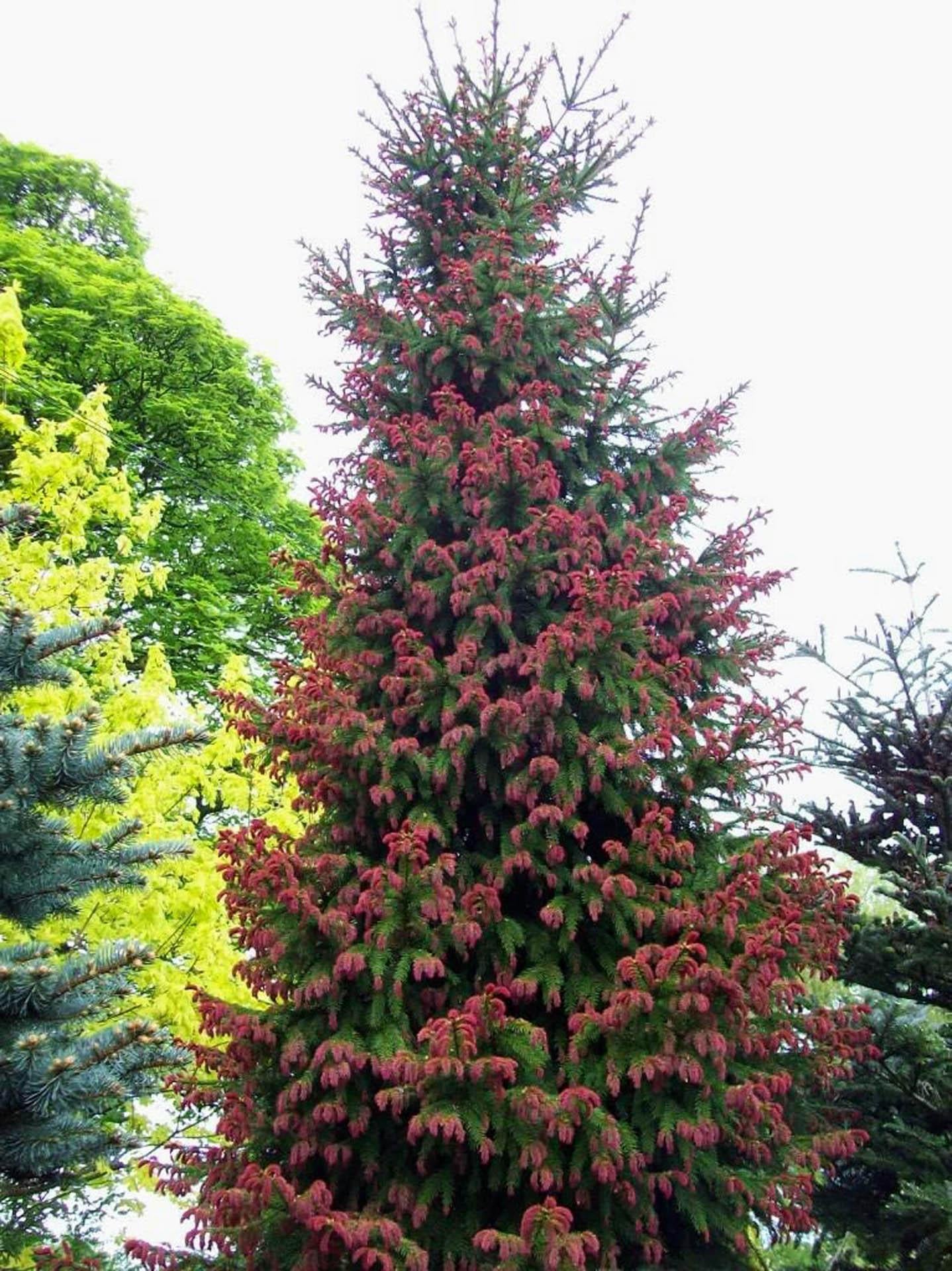 Picea Abies - View 12 from www redcrocus com