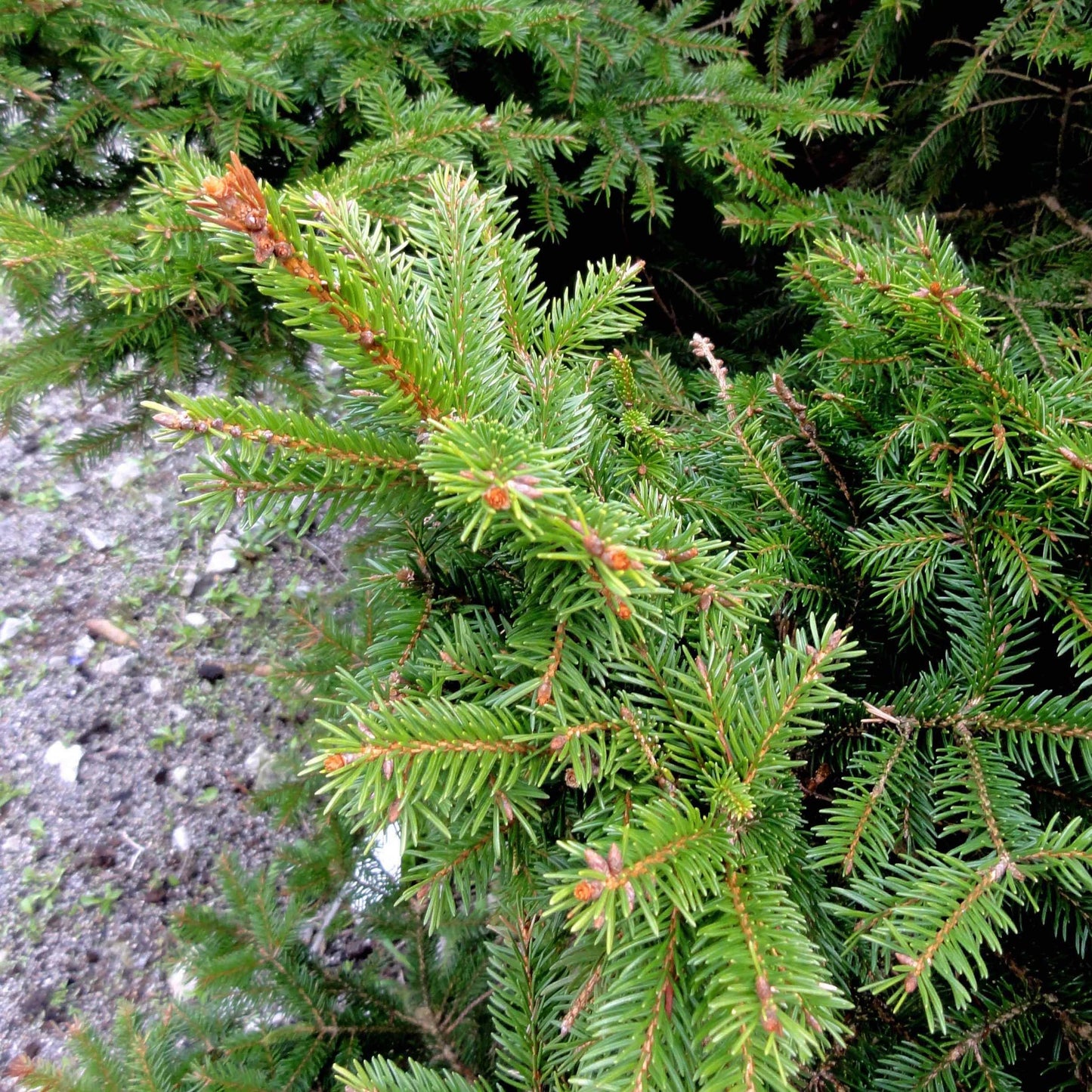 Picea Abies - View 15 from www redcrocus com