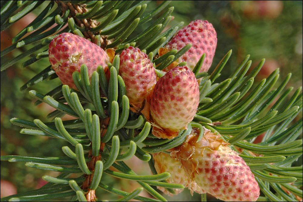 Picea Abies - View 2 from www redcrocus com