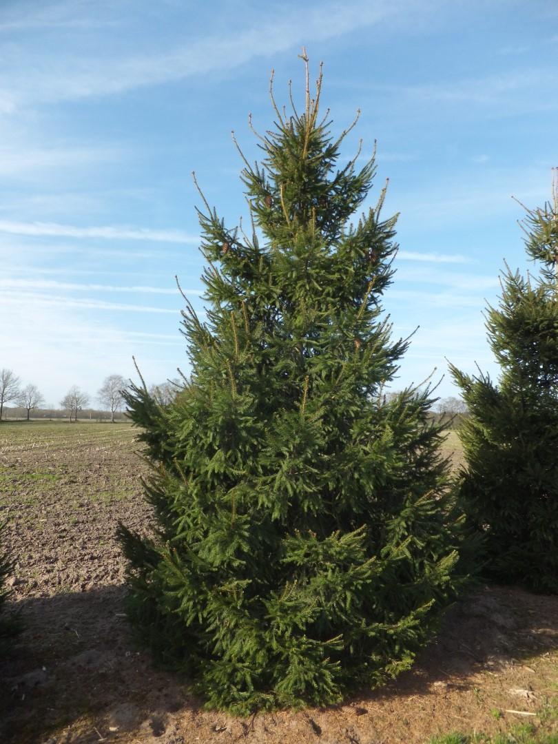 Picea Abies - View 3 from www redcrocus com