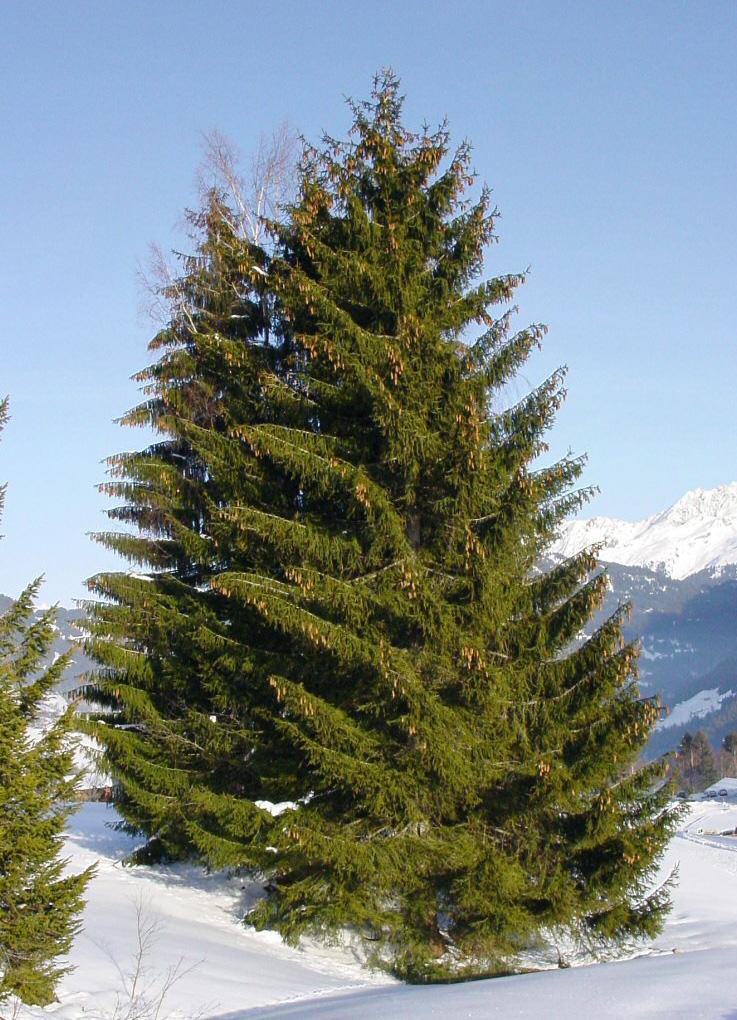Picea Abies - View 5 from www redcrocus com