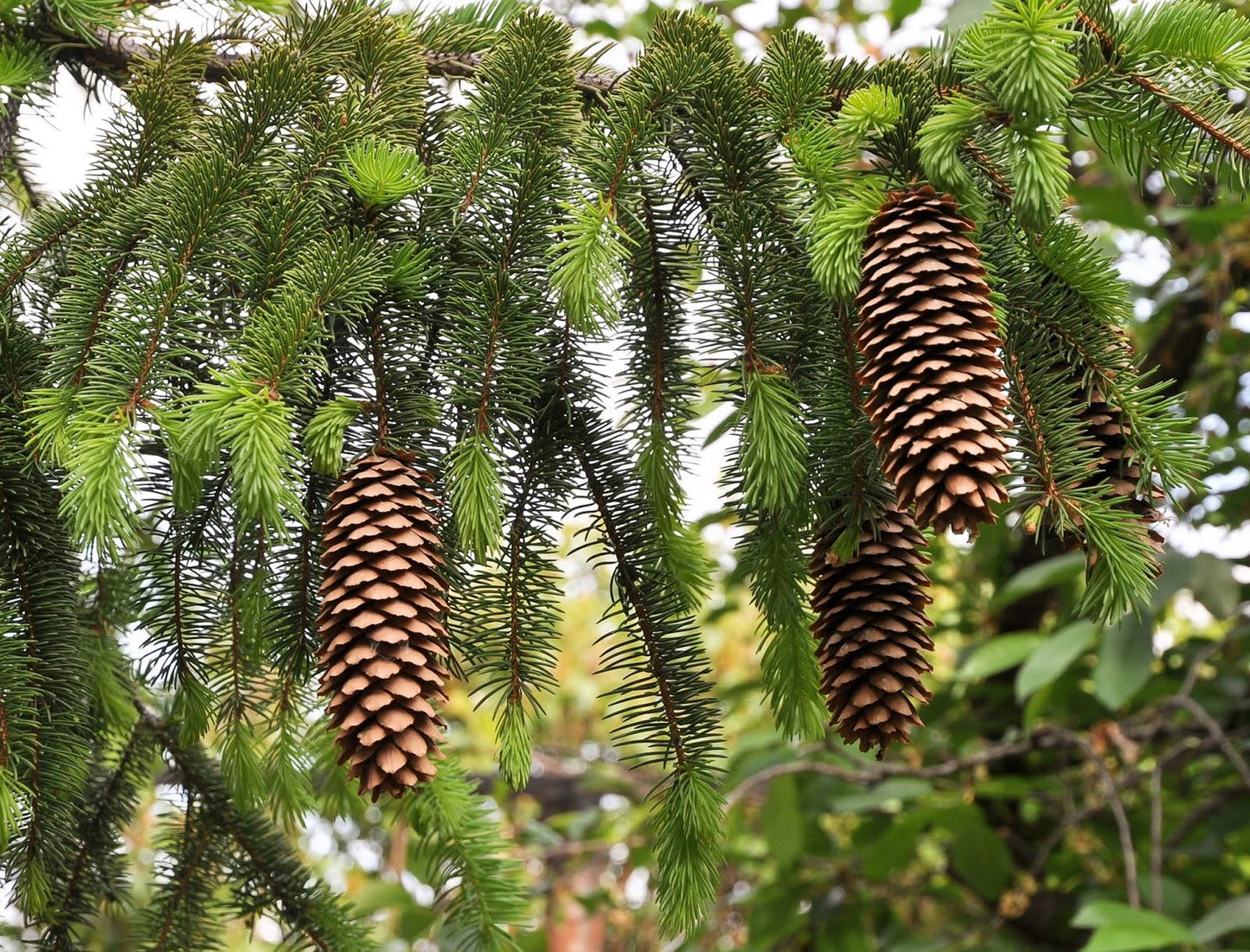 Picea Abies - View 9 from www redcrocus com