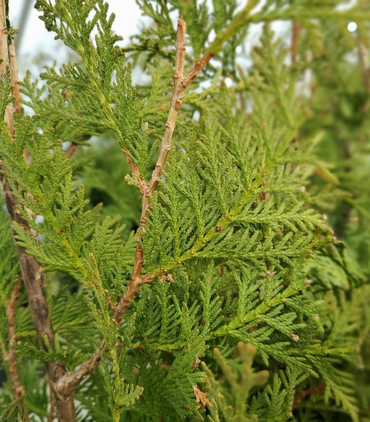 Thuja Occidentalis Nigra - View 10 from www redcrocus com