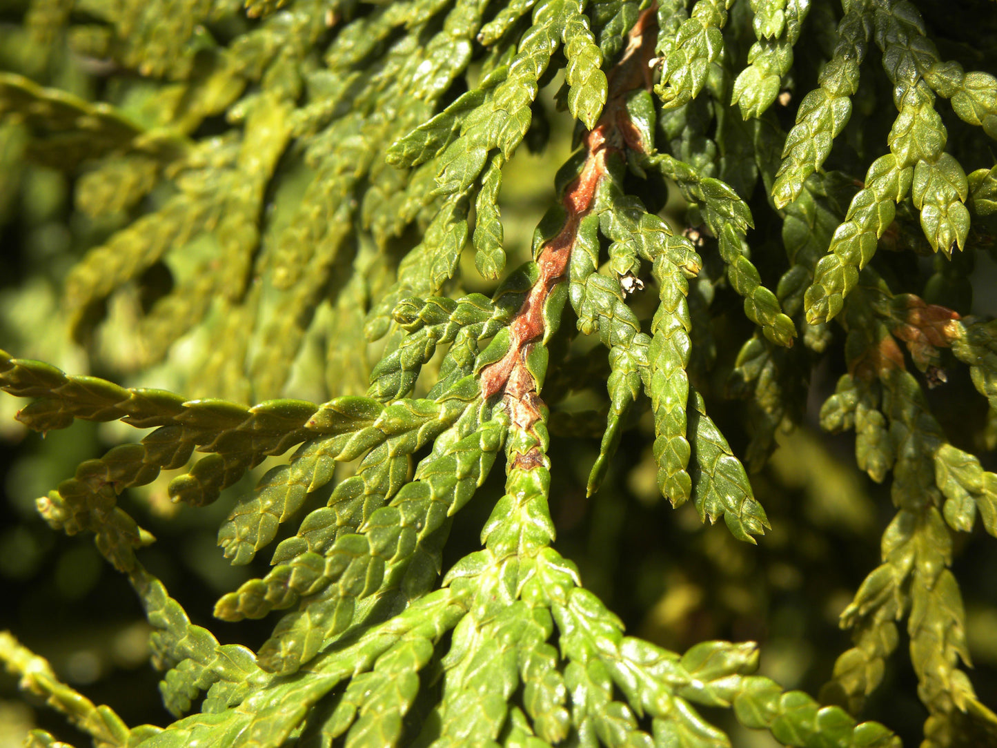Thuja Occidentalis Nigra - View 11 from www redcrocus com