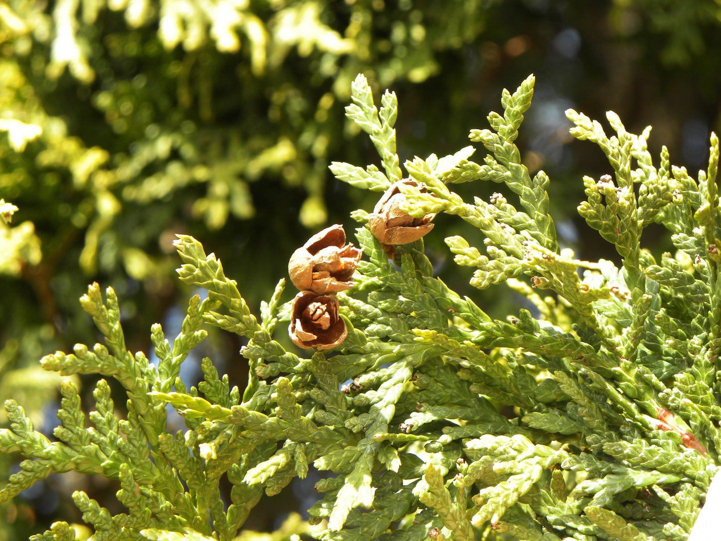 Thuja Occidentalis Nigra - View 12 from www redcrocus com