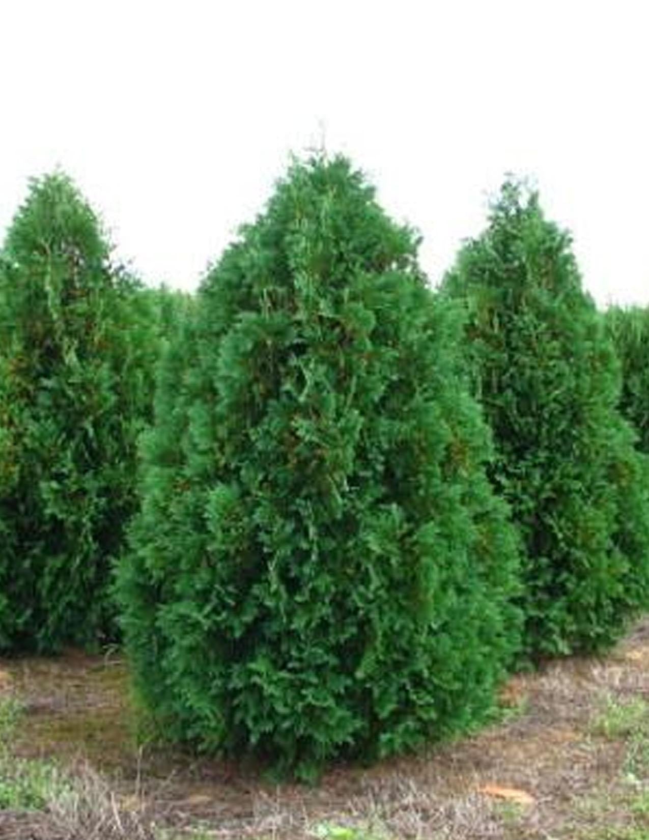 Thuja Occidentalis Nigra - View 13 from www redcrocus com