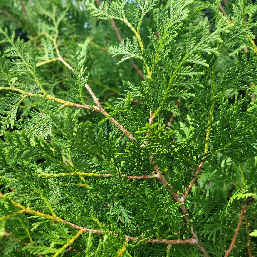 Thuja Occidentalis Nigra - View 14 from www redcrocus com