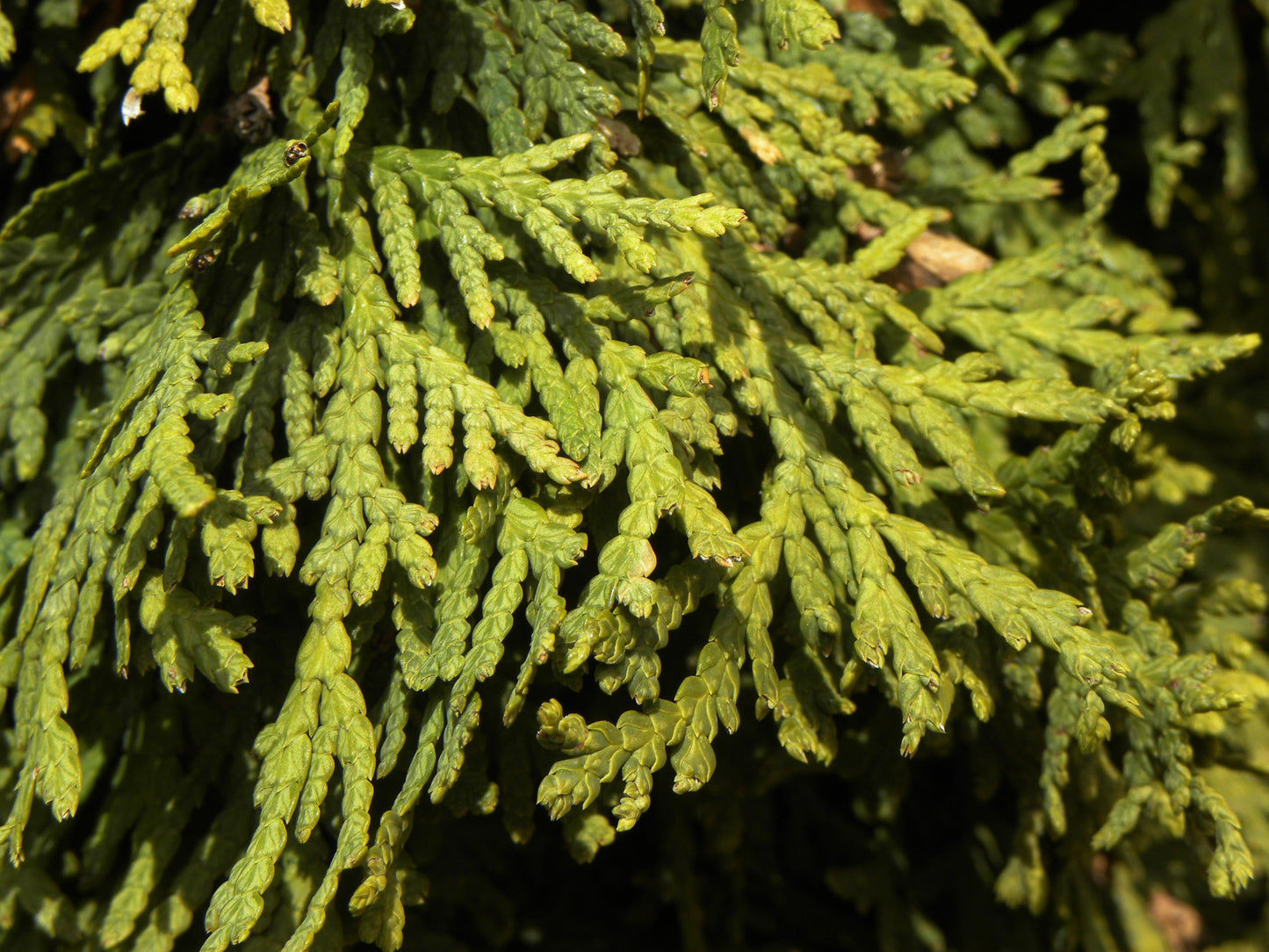 Thuja Occidentalis Nigra - View 15 from www redcrocus com