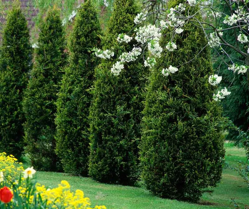 Thuja Occidentalis Nigra - View 17 from www redcrocus com
