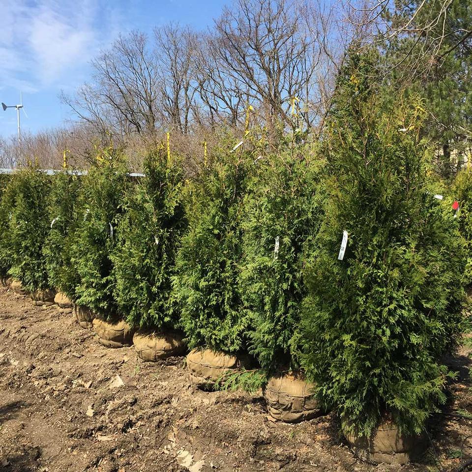 Thuja Occidentalis Nigra - View 18 from www redcrocus com