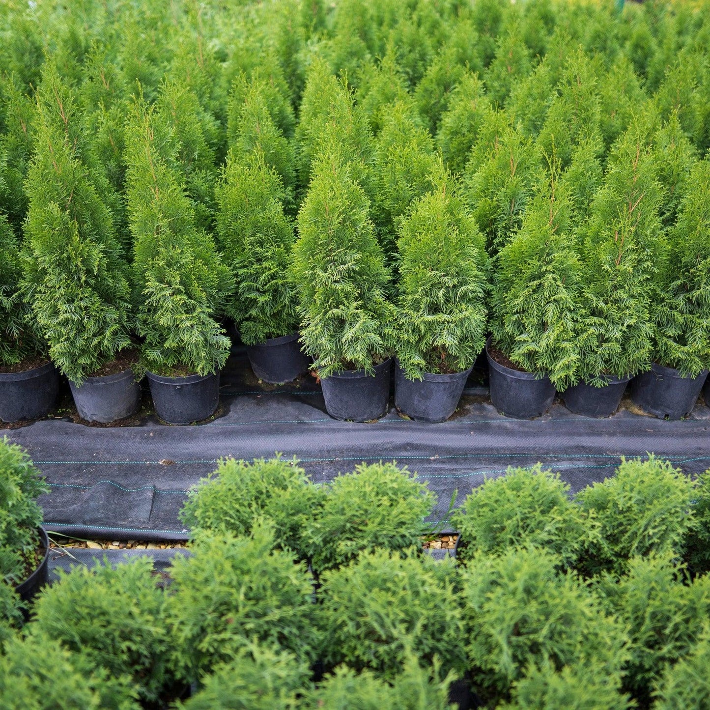 Thuja Occidentalis Nigra - View 20 from www redcrocus com