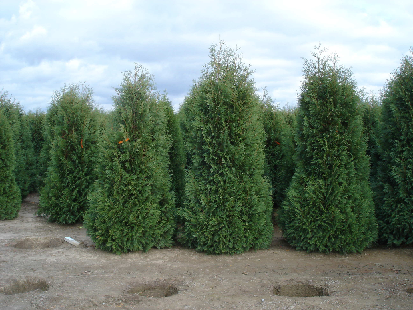 Thuja Occidentalis Nigra - View 2 from www redcrocus com