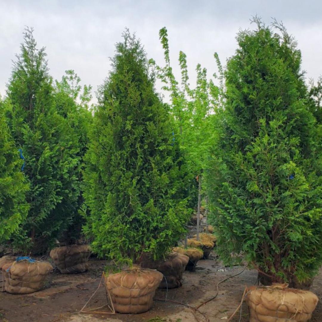 Thuja Occidentalis Nigra - View 2 from www redcrocus com