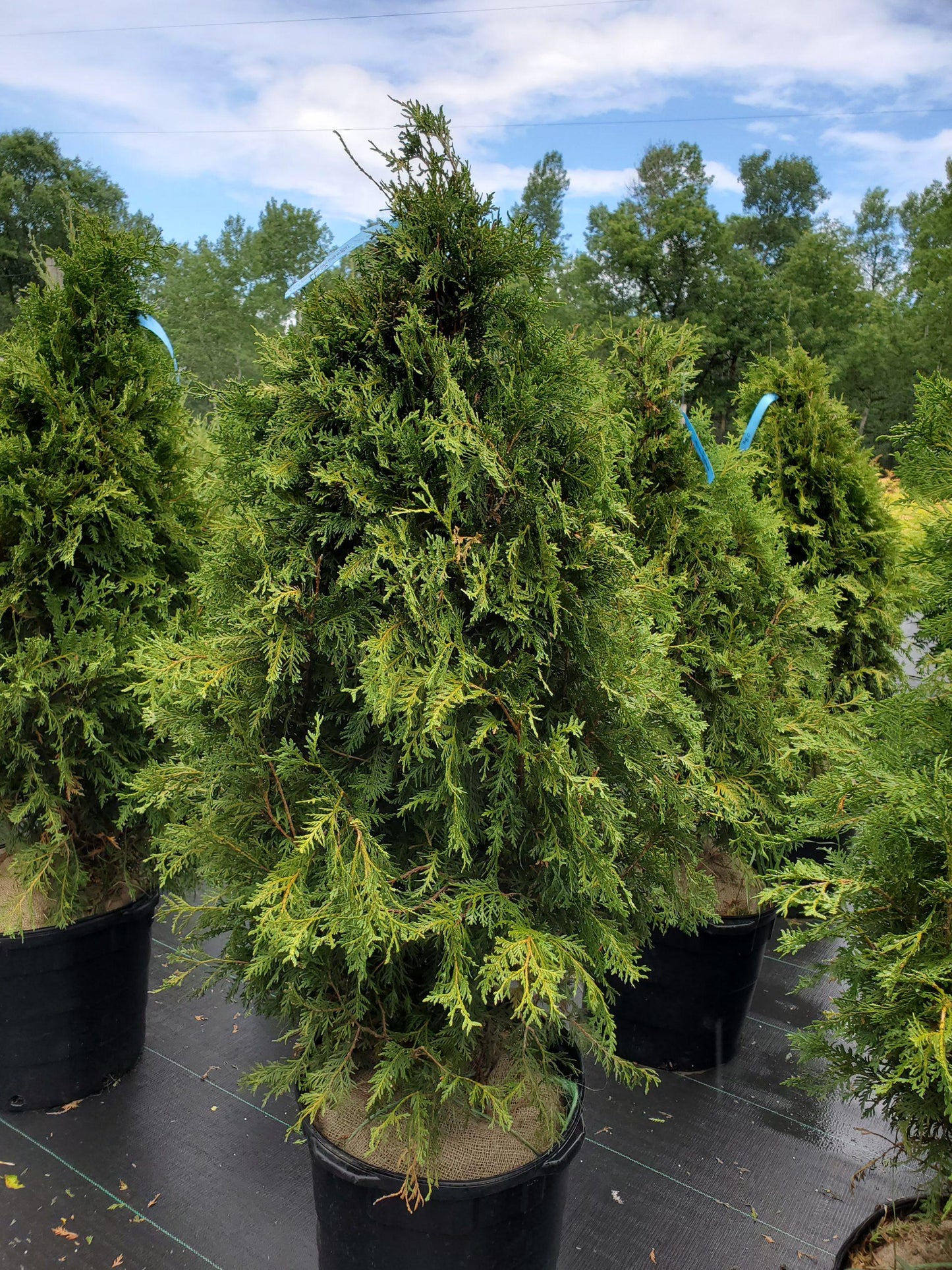 Thuja Occidentalis Nigra - View 3 from www redcrocus com