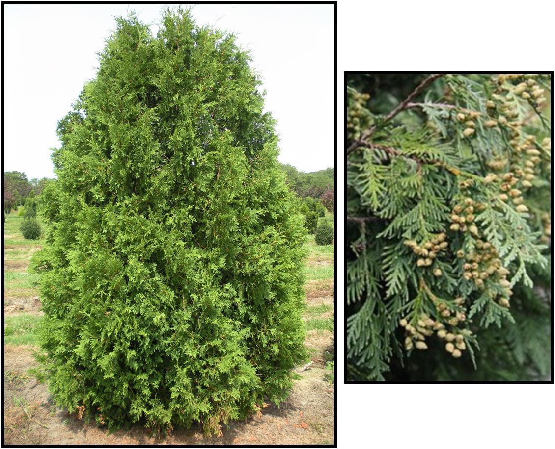 Thuja Occidentalis Nigra - View 5 from www redcrocus com