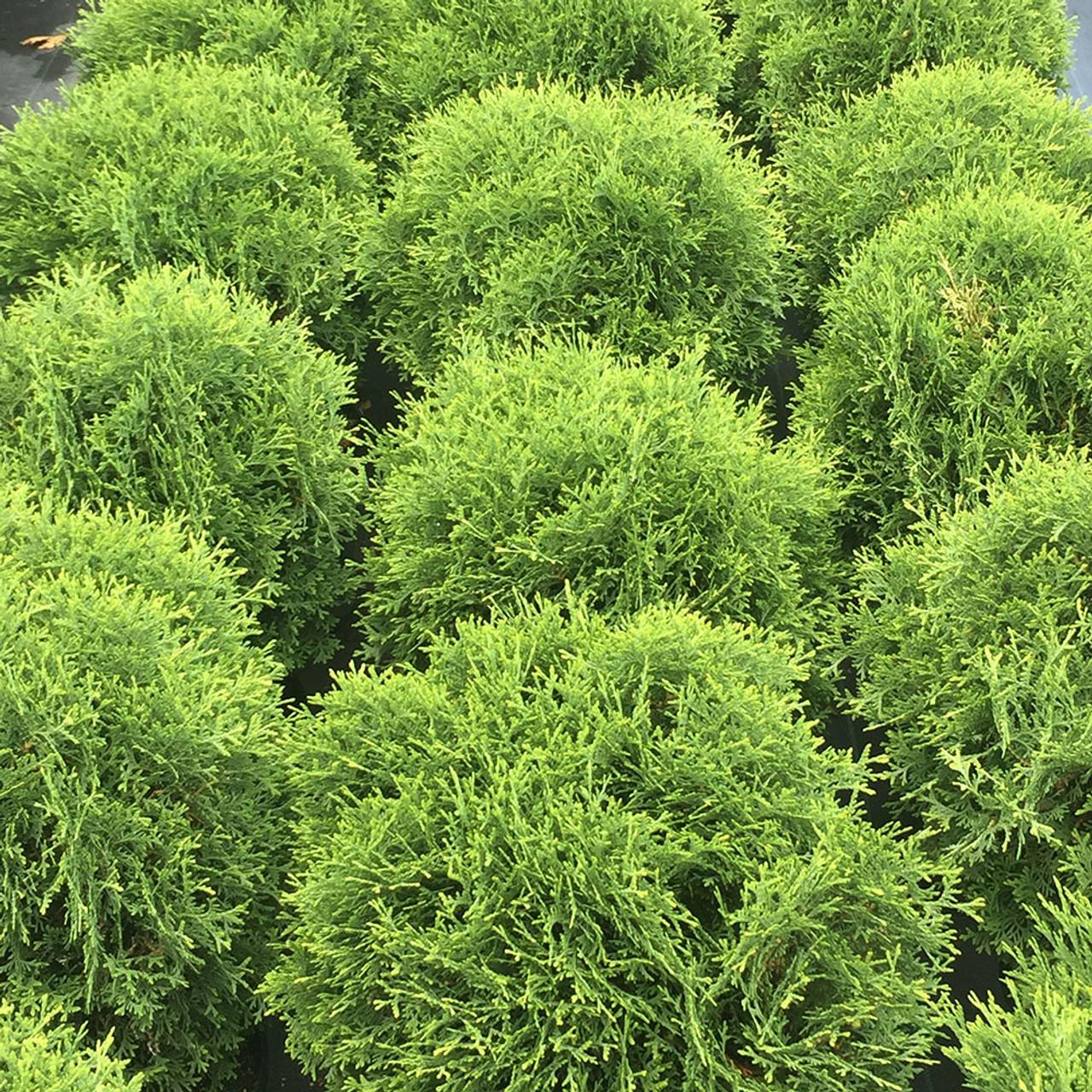 Thuja Occidentalis Nigra - View 6 from www redcrocus com